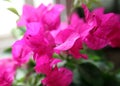 Close up shot of bougainvillea.