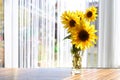 Close up shot of a bouquet of beautiful sunflowers in vase standing in front of the window Royalty Free Stock Photo