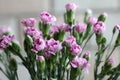 Close-up shot of a bouquet of budding carnation flowers and buds.