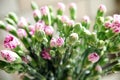 Close-up shot of a bouquet of budding purple carnation buds.