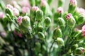 Close-up shot of a bouquet of budding purple carnation buds.