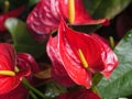 Close-up shot bouquet of a fresh and natural colorful tropical Anthurium flower