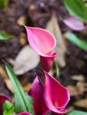 Close-up shot bouquet of a fresh and natural colorful tropical Anthurium flower