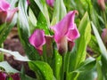 Close-up shot bouquet of a fresh and natural colorful tropical Anthurium flower