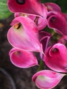 Close-up shot bouquet of a fresh and natural colorful tropical Anthurium flower select focus shallow depth of field