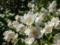 Close-up shot of bowl-shaped white flowers with prominent yellow stamens of the Sweet mock orange or English dogwood Philadelphus
