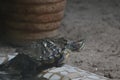 Close up shot of box turtles Royalty Free Stock Photo