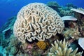 close-up shot of brain coral and surrounding reef life