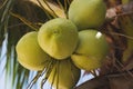 close-up shot of branch of fresh green coconuts growing