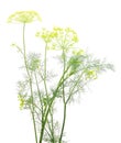 Close up shot of branch of fresh green dill herb leaves Royalty Free Stock Photo