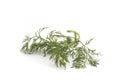 Close up shot of branch of fresh green dill herb leaves Royalty Free Stock Photo