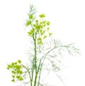 Close up shot of branch of fresh green dill herb leaves Royalty Free Stock Photo