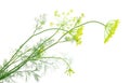 Close up shot of branch of fresh green dill herb leaves Royalty Free Stock Photo