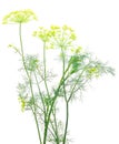 Close up shot of branch of fresh green dill herb leaves