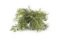 Close up shot of branch of fresh green dill herb leaves Royalty Free Stock Photo