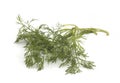 Close up shot of branch of fresh green dill herb leaves Royalty Free Stock Photo