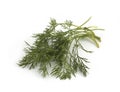 Close up shot of branch of fresh green dill herb leaves Royalty Free Stock Photo