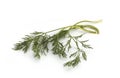 Close up shot of branch of fresh green dill herb leaves isolated on white background Royalty Free Stock Photo