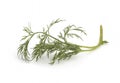 Close up shot of branch of fresh green dill herb leaves isolated on white background Royalty Free Stock Photo