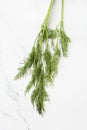Close up shot of branch of fresh green dill herb leaves isolated on white background. top view. Fresh herbs. cooking. Dill Royalty Free Stock Photo