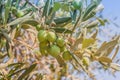 Close up shot of a branch of an olive tree Royalty Free Stock Photo