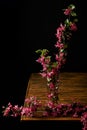 close-up shot of branch of pink cherry blossom in vase isolated on black Royalty Free Stock Photo