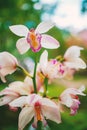 Close-up shot branch of pink spotted orchids on green bokeh nature. Royalty Free Stock Photo