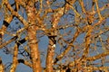 Close-up shot of the branches of a tree against a blue sky Royalty Free Stock Photo