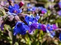 Close up shot of bright blue and purple flower of narrow-leaved lungwort or blue cowslip Pulmonaria angustifolia