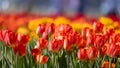 Bright colorful Tulip flowers in holland, Michigan, selective focus Royalty Free Stock Photo