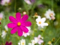 A close-up shot of a bright fuchsia cosmos flower in a wide field with colorful flowers Royalty Free Stock Photo