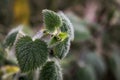 Close up shot of bright green color common nettle leaves on a blurred background. Tropical textured background, nature wallpaper Royalty Free Stock Photo