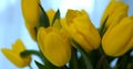 Close up shot bright intense yellow tulip buds light blue background. Concept of