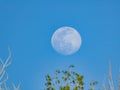 Close up shot of a bright moon in daytime Royalty Free Stock Photo