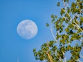 Close up shot of a bright moon in daytime Royalty Free Stock Photo