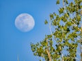 Close up shot of a bright moon in daytime Royalty Free Stock Photo