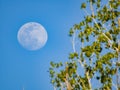 Close up shot of a bright moon in daytime Royalty Free Stock Photo