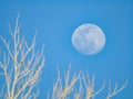 Close up shot of a bright moon in daytime Royalty Free Stock Photo