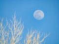 Close up shot of a bright moon in daytime Royalty Free Stock Photo