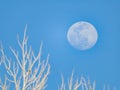 Close up shot of a bright moon in daytime Royalty Free Stock Photo