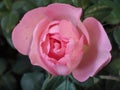 Close up shot of a bright pink rose flower growing in the garden Royalty Free Stock Photo