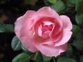 Close up shot of a bright pink rose flower growing in the garden Royalty Free Stock Photo