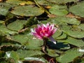 Close-up shot of the bright pink water-lily flower blooming with yellow middle among green leaves in a pond Royalty Free Stock Photo