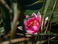 Close-up shot of the bright pink water-lily flower blooming with yellow middle among green leaves in a pond in sunlight in summer Royalty Free Stock Photo