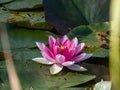 Close-up shot of the bright pink water-lily flower blooming with yellow middle among green leaves in a pond in sunlight in summer Royalty Free Stock Photo