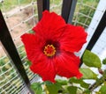 A close-up shot of a bright red, fully bloomed Hibiscus flower