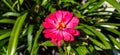 Red zinnia flowers bloom on background of blurry green leaves Royalty Free Stock Photo