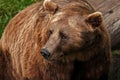 Close up shot of a brown bear looking away Royalty Free Stock Photo