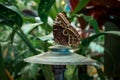 Close up shot of a brown butterfly perched on a lamp Royalty Free Stock Photo