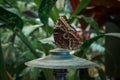 Close up shot of a brown butterfly perched on a lamp in a tropical garden Royalty Free Stock Photo